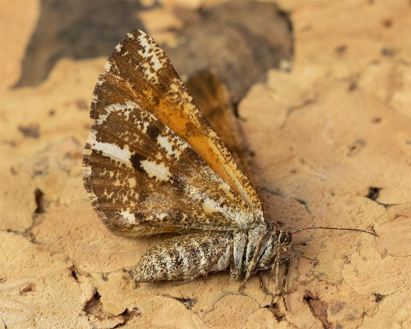 Bordered White - Bupalus piniaria 19-06-24.jpg