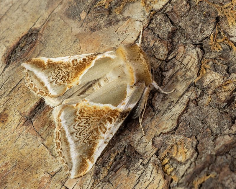 Buff Arches - Habrosyne phritoides 19-06-24.jpg