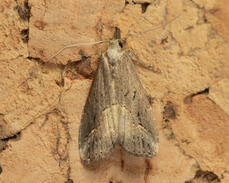 Pinion-streaked Snout - Schrankia costaestrigalis 19-06-24.jpg
