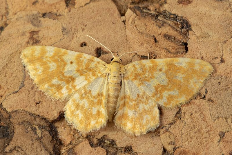 Small Yellow Wave - Hydrelia flammeolaria 19-06-24.jpg
