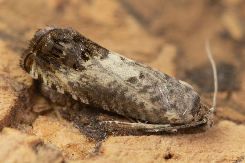 Micro Moth -  Pammene fasciana 19-06-24.jpg