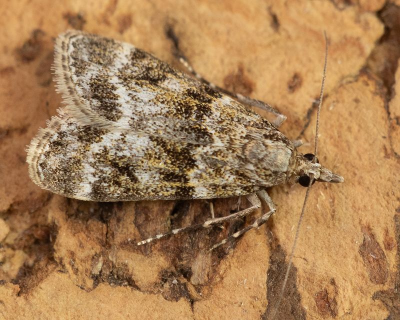 Eudonia delunella 26-06-24.jpg