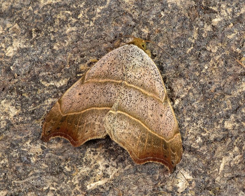 Beautiful Hook-tip Moth - Laspeyria flexula 26-06-24.jpg