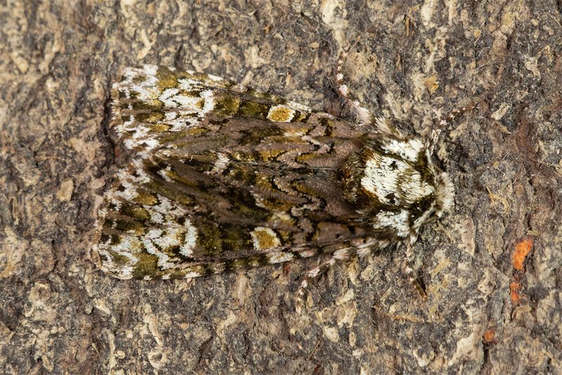 Coronet Moth - Craniophora ligustri 26-06-24.jpg