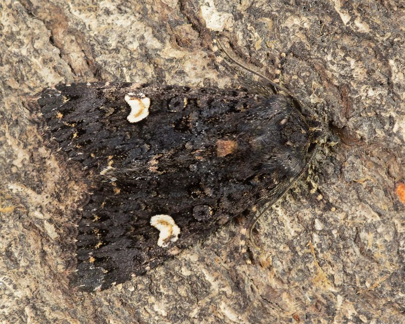Dot Moth - Melanchra persicariae 26-06-24.jpg