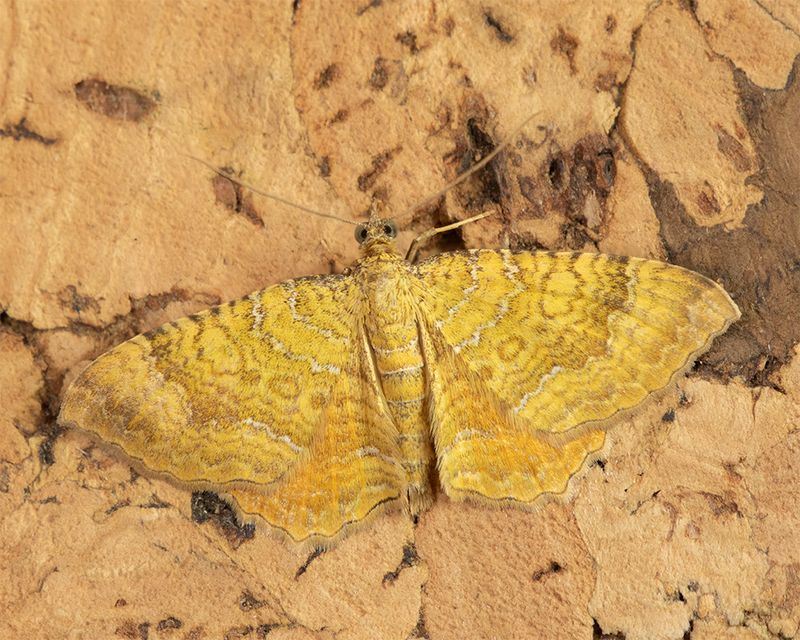 Yellow Shell - Camptogramma bilineata 26-06-24.jpg