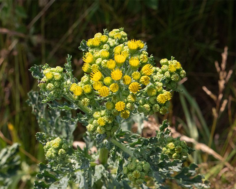 Heath Groundsel - Bolberry Down 26-06-24.jpg