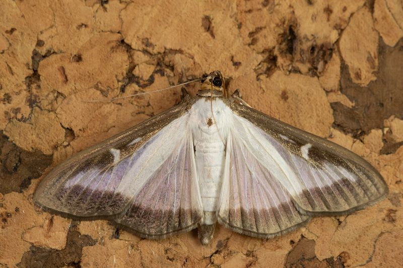 Box-tree Moth - Cydalima perspectalis 01-07-24.jpg