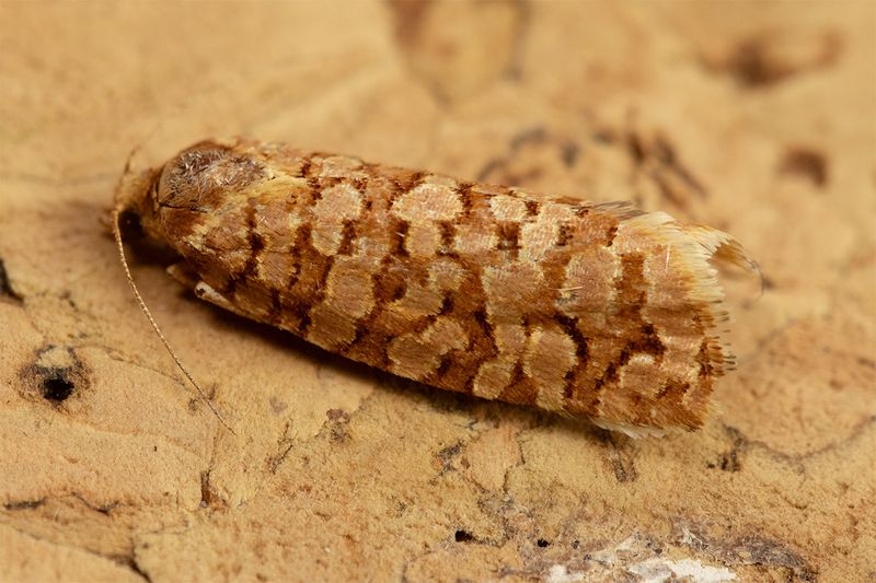 Lozotaeniodes formosana 01-07-24.jpg