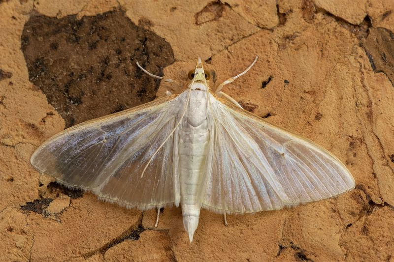 Palpita viteralis 01-07-24.jpg
