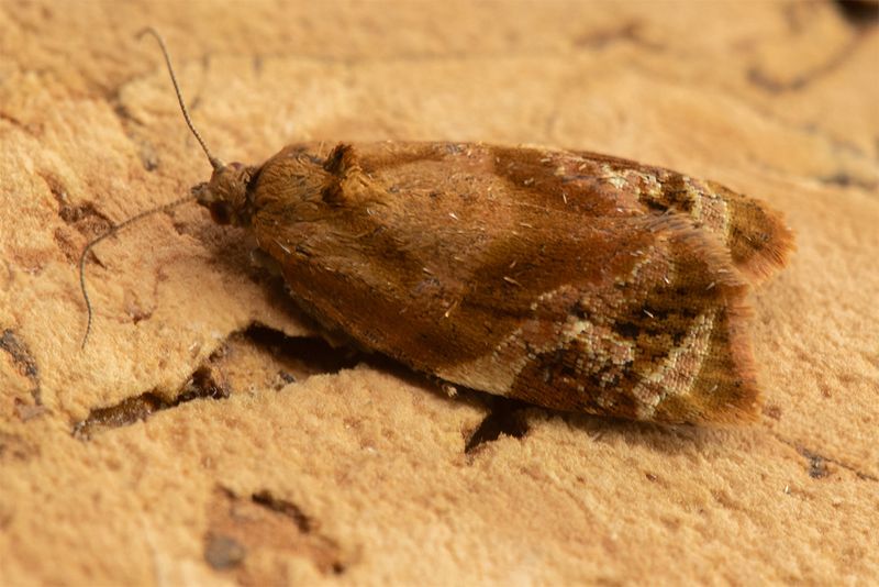 Red-barred Tortrix - Ditula angustiorana 01-07-24.jpg