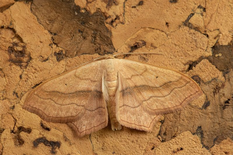 Small Blood-vein - Scopula imitaria 01-07-24.jpg