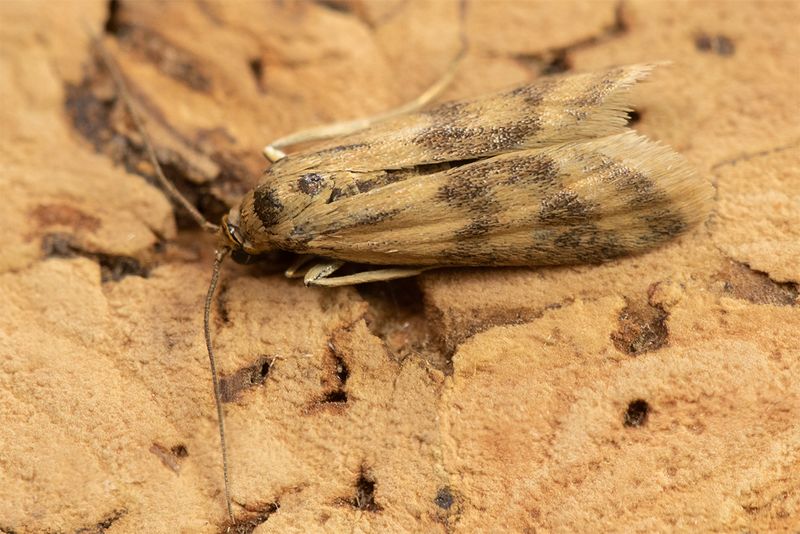 Micro Moth - Homoeosoma sinuella 01-07-24.jpg