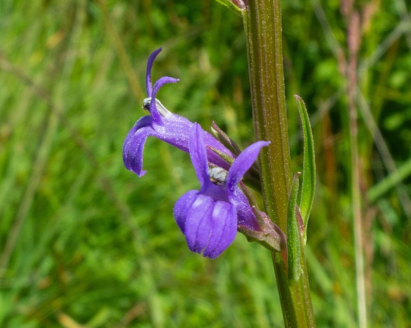 Heath Lobelia 06-07-24.jpg