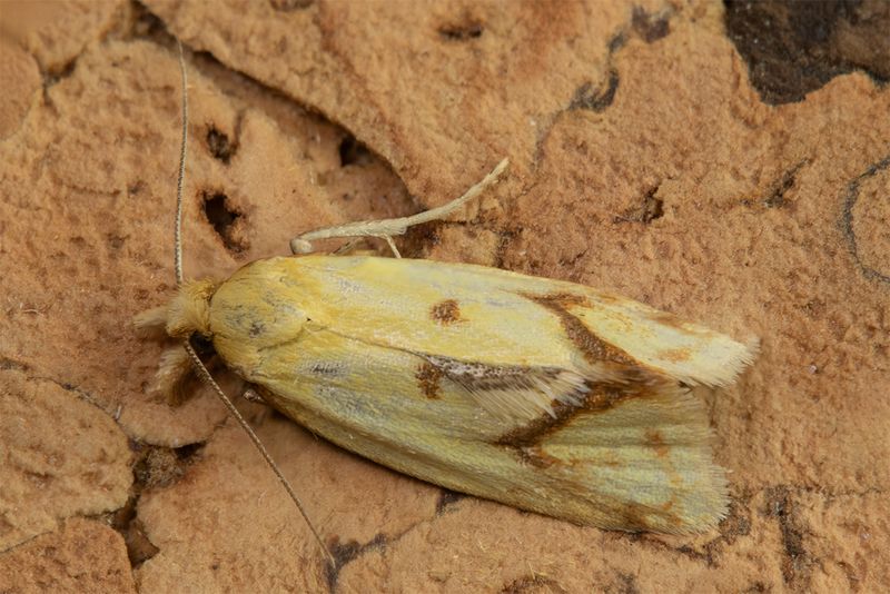 Agapeta hamana 07-07-24.jpg
