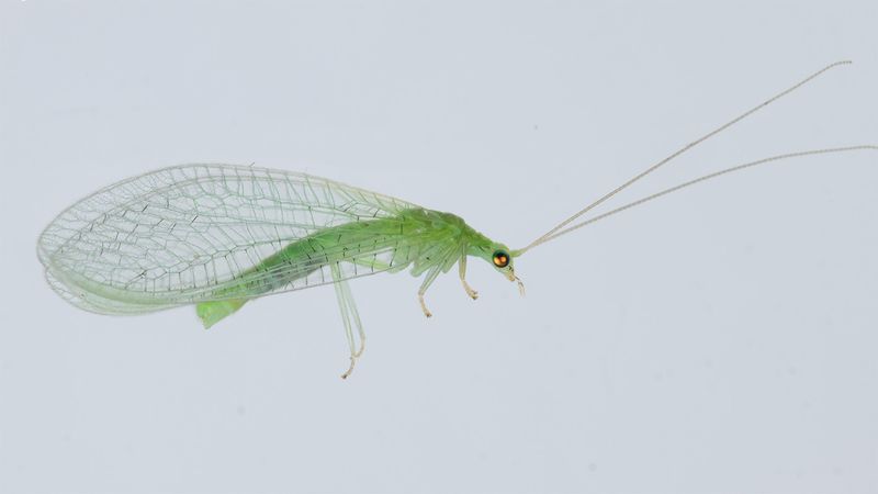 Lacewing - Cunctochrysa albolineata 07-07-24.jpg