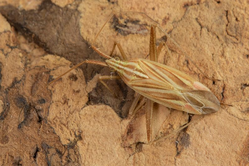 Miridius quadrivirgatus 07-07-24.jpg