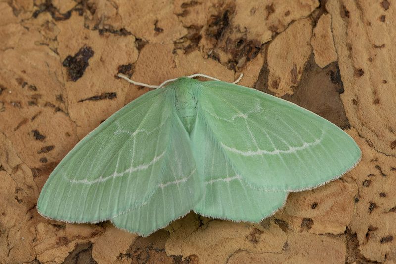 Small Emerald - Hemistola chrysoprasaria 07-07-24.jpg