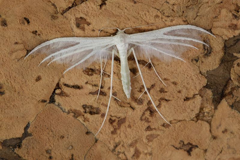 White Plume Moth - Pterophorus pentadactyla 07-07-24.jpg