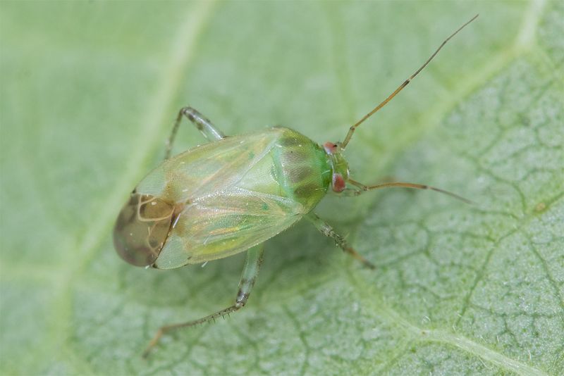 Apolygus spinolae 12-07-24.jpg