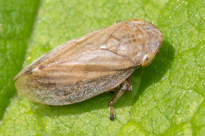 Common Froghopper - Philaenus spumarius 12-07-24.jpg