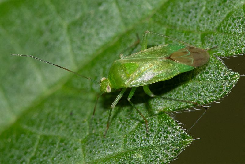 Common Green Capsid - Lygocoris pabulinus 12-07-24.jpg