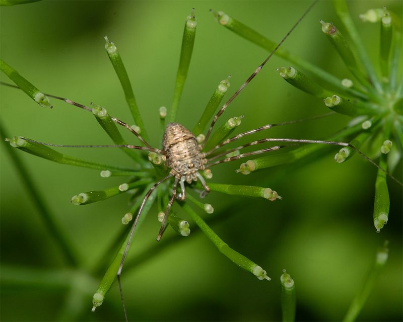 Harvestman - Dicranopalpus sp 12-07-24.jpg