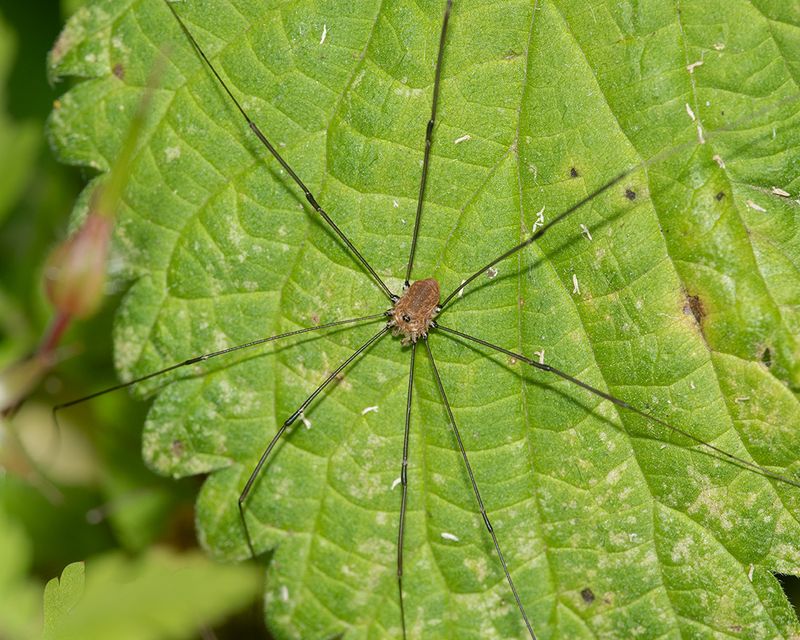 Harvestman - Leiobunum rotundum f 12-07-24.jpg