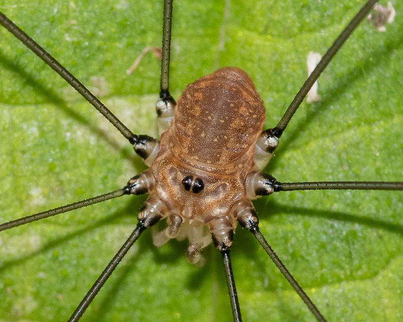 Harvestman - Leiobunum rotundum f 12-07-24 closer.jpg