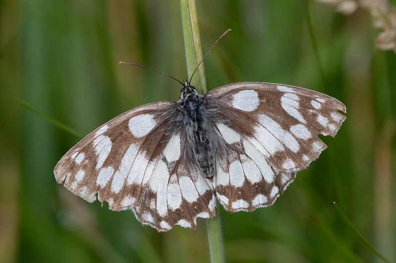 Marbled White - Melanargia galathea 12-07-24.jpg