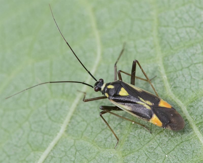 Grypocoris stysi 12-07-24.jpg
