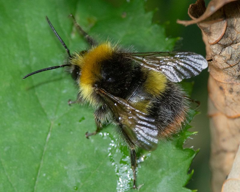 Early Bumblebee - Bombus pratorum 12-07-24.jpg