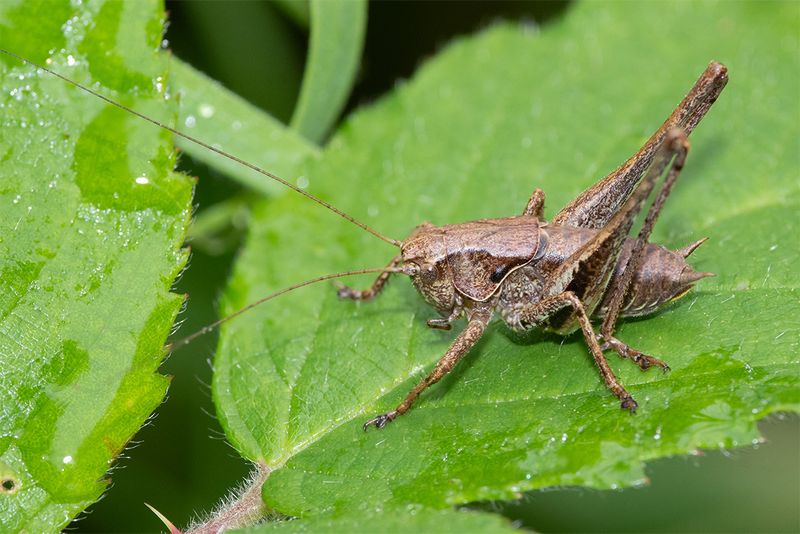 Dark Bush-cricket - Pholidoptera griseoaptera 14-07-24.jpg