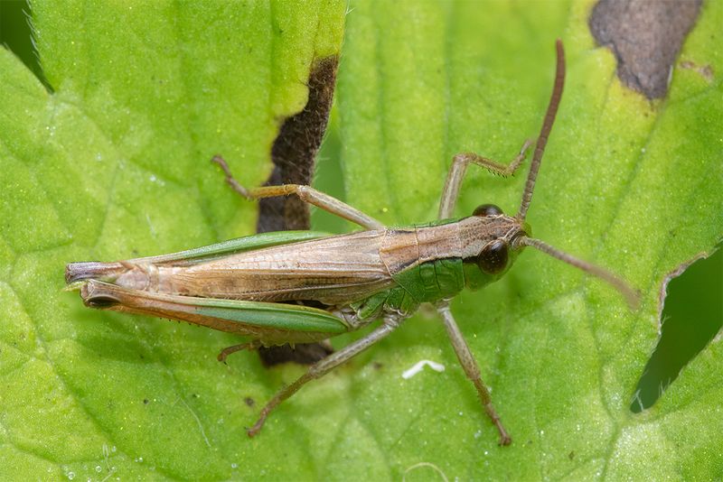 Meadow Grasshopper - Chorthippus parallelus 14-07-24.jpg