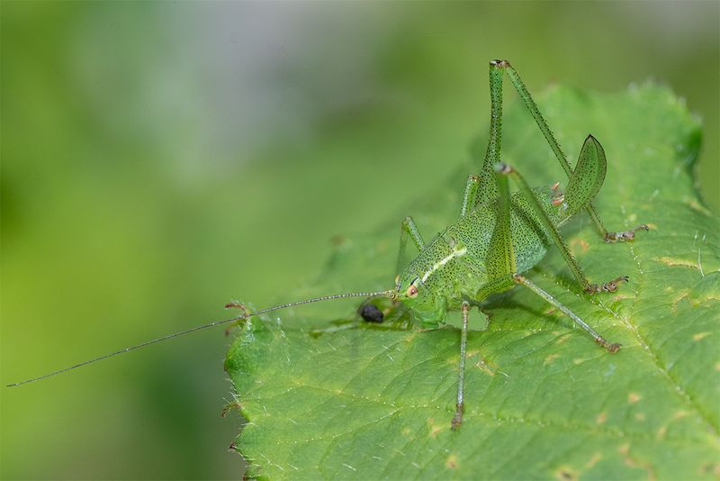 Speckled Bush-cricket - Leptophyes punctatissima f 14-07-24.jpg