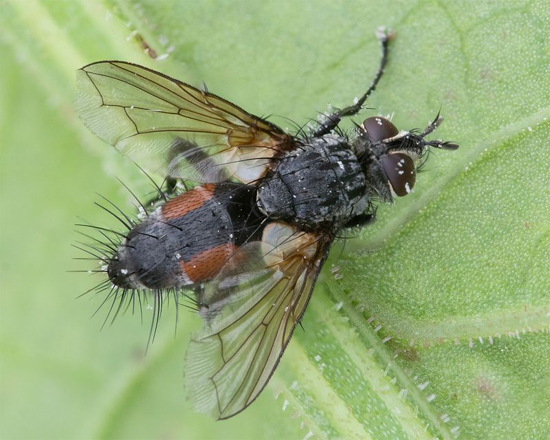 Eriothrix rufomaculata 14-07-24.jpg