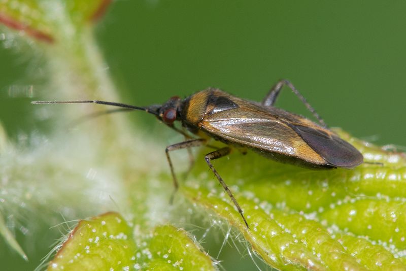 Plagiognathus arbustorum 14-07-24.jpg