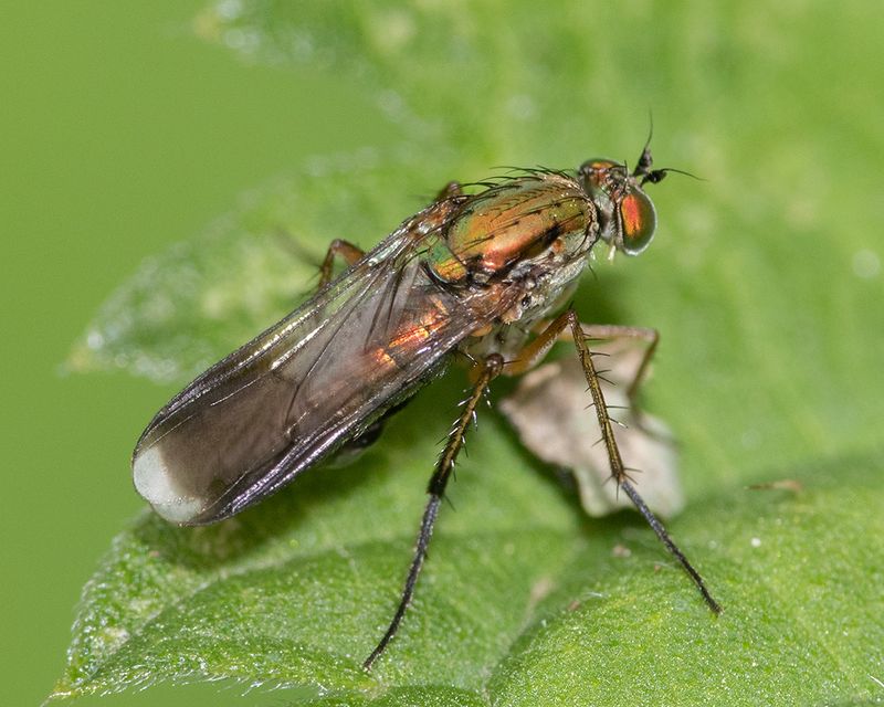 Poecilobothrus nobilitatus 14-07-24.jpg
