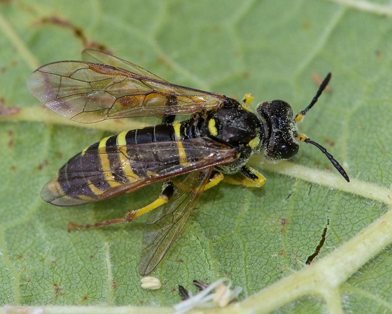 Sawfly - Tenthredo schaefferi 14-07-24.jpg