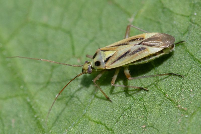 Stenotus binotatus 14-07-24.jpg