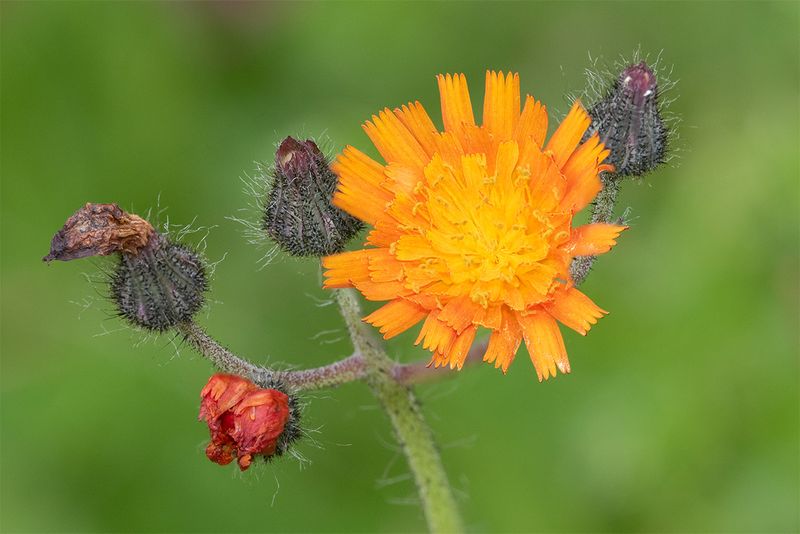 Fox & Cubs - Pilosella aurantiaca Watkins Wood 14-07-24.jpg