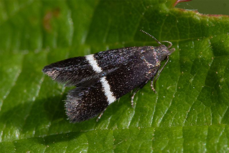 Syncopacma larseniella 14-07-24.jpg