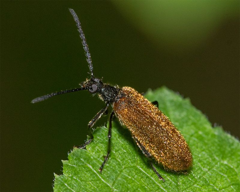 Lagria hirta 14-07-24.jpg