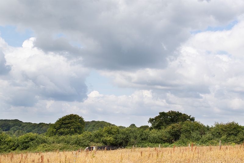 Andrews Wood 16-07-24.jpg