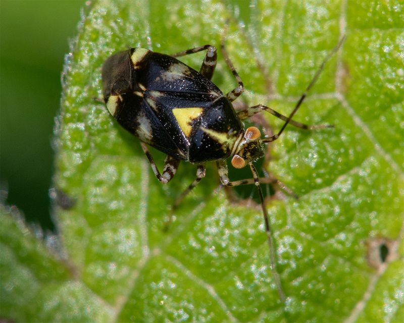 Liocoris tripustulatus 17-07-24.jpg
