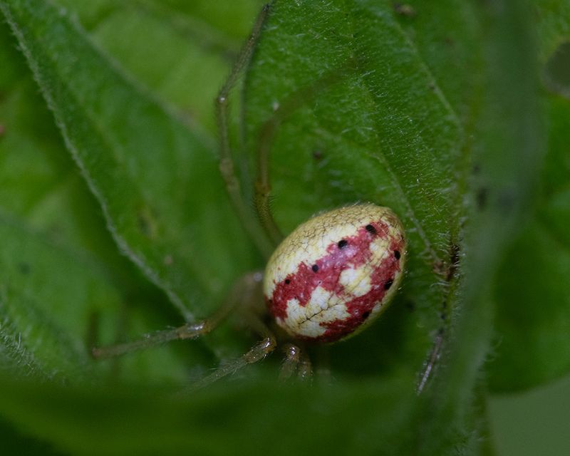 Candy-stripe Spider - Enoplogantha ovata f 17-07-24.jpg