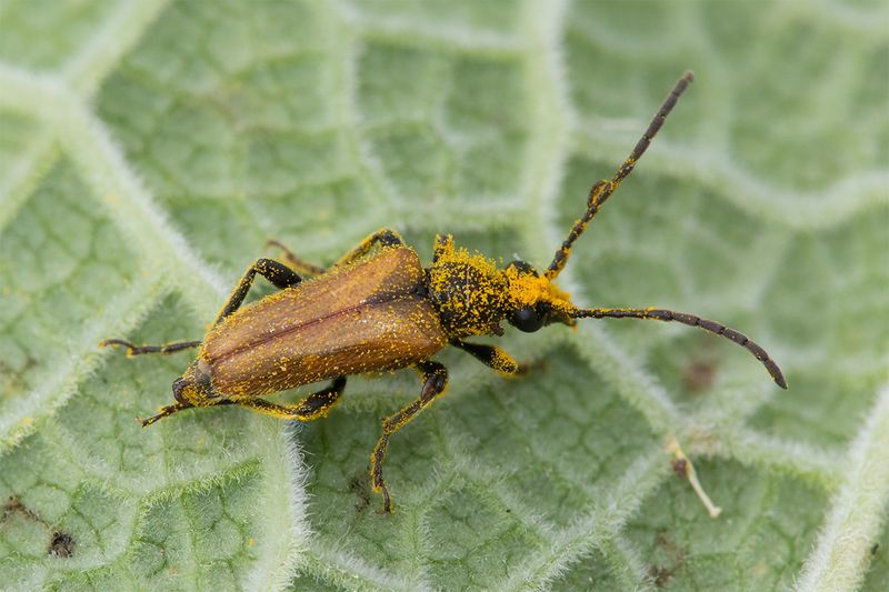 Fairy-ring longhorn Beetle - Pseudovadonia livida 18-07-24.jpg