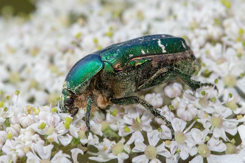 Rose Chafer - Cetonia aurata 18-07-24.jpg