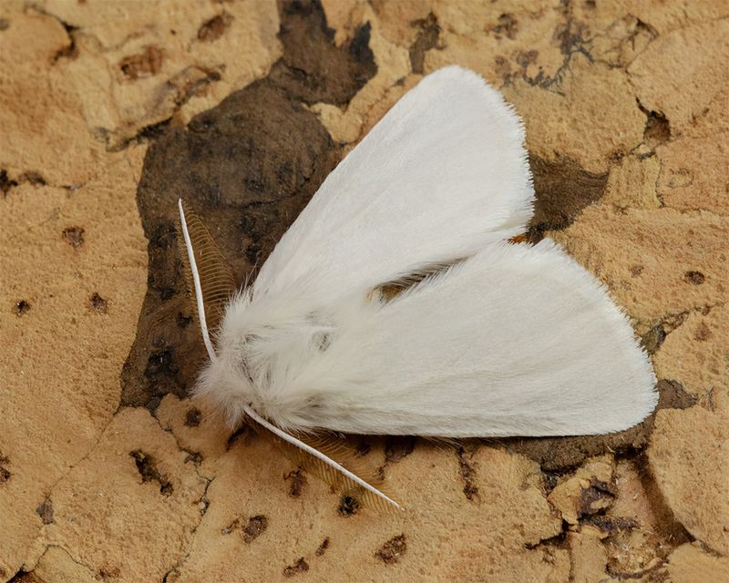 Brown-tail Moth - Euproctis chrysorrhoea 18-07-24.jpg