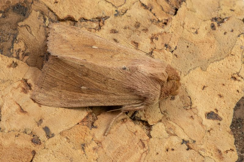 Clay Moth - Mythimna ferrago 18-07-24.jpg